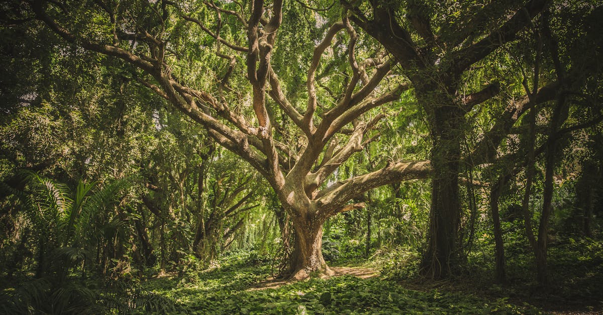 How much does it cost to cut down a tree near me?